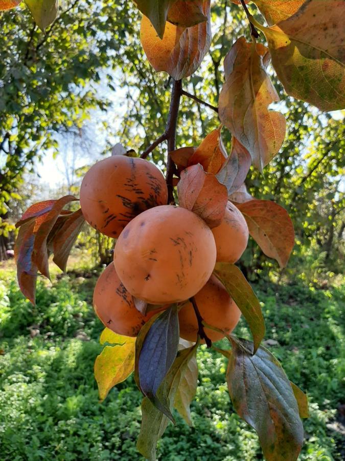 Cabernet Tali Ξενοδοχείο Τελάβι Εξωτερικό φωτογραφία